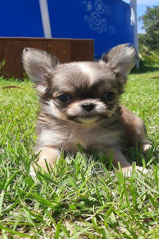 Cachorro's Sunny Day Adventure! ☀️🐾