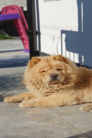 Charming Chow Chow: The Fluffy Guardian 🐾