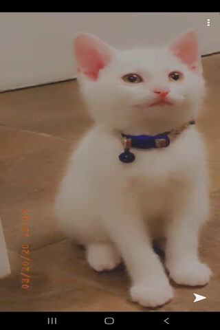 Adorable Whiskers: The Charming White Kitten 🐾✨