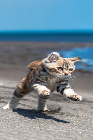 Beach Bound: The Adventurous Kitten 🐾🌊