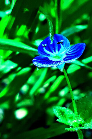 Blooming Beauty: The Charm of Cicekler 🌸✨