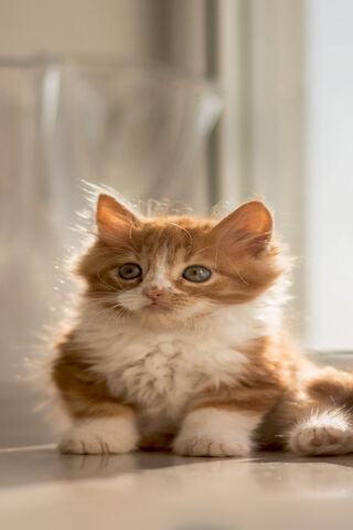 Whiskers of Wonder: The Adorable Cat