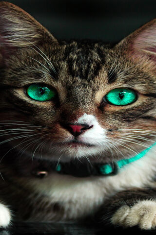 Enchanting Emerald Gaze: A Feline Wonder 🌟🐱