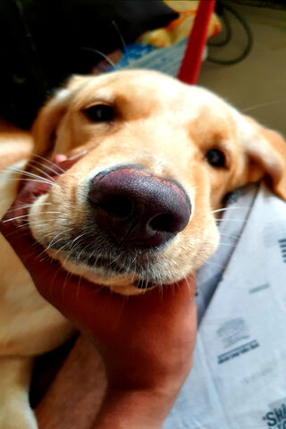 Snuggly Moments with a Golden Pup 🐶💛