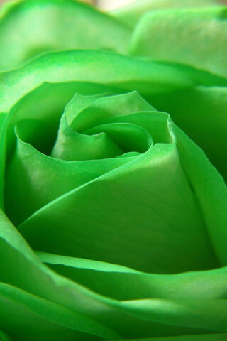 Emerald Elegance: The Green Rose 🌹✨