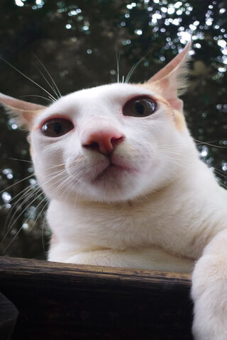 Curious Cat Captured! 🐾