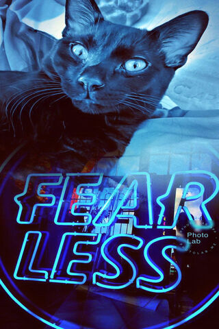 Fearless Feline Vibes 🐾✨