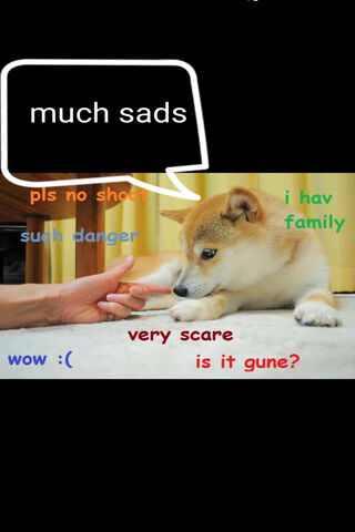 Doge's Dilemma: A Heartfelt Plea