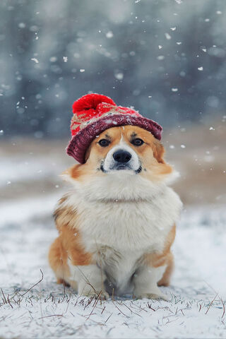 Winter Whiskers: A Corgi's Snowy Adventure ❄️🐶