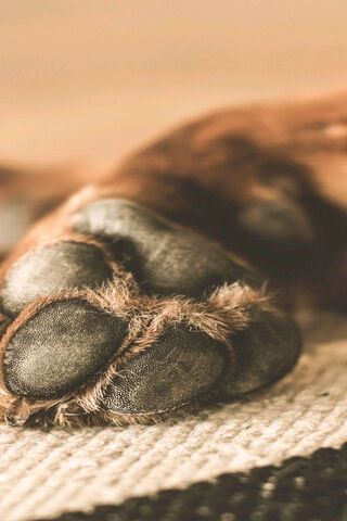 Pawsitively Adorable: A Close-Up of Canine Love 🐾❤️