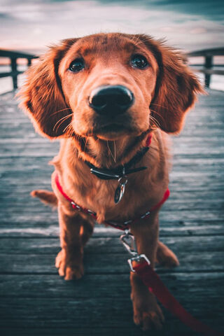 Dollar Doggy: The Pawsitive Investment in Cuteness! 🐶💰