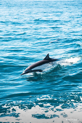 Dancing Through the Waves: The Playful Dolphin