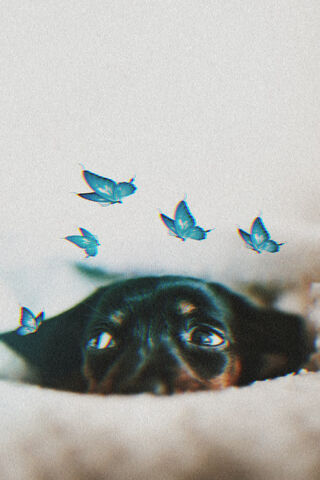 Whimsical Paws and Fluttering Friends 🐾🦋