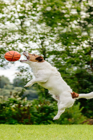 Bouncing into Fun! 🐶🏀