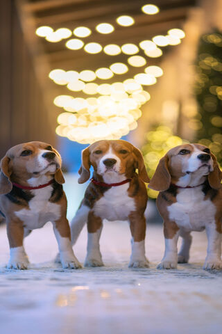 Beagle Buddies in a Winter Wonderland 🐶❄️