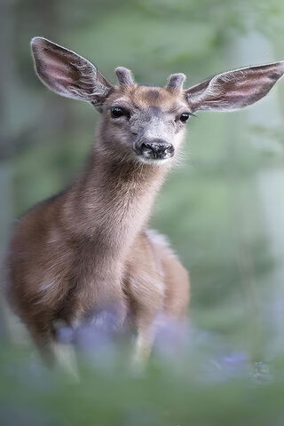 Gentle Glimpse of Nature's Grace 🌿🦌