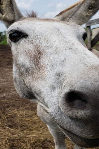 Niềm vui của lừa: Một cuộc gặp gỡ cận cảnh 🐴✨