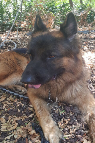 Chillin' with Doggo: The Loyal German Shepherd 🐾