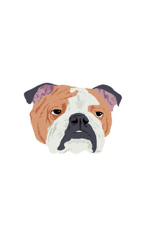 Charming English Bulldog: The Gentle Giant 🐶❤️