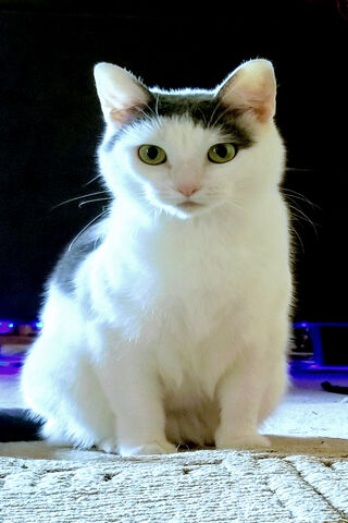 ECHO: The Enigmatic Feline