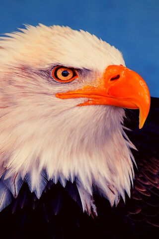 Majestic Eagle: The King of the Skies 🦅