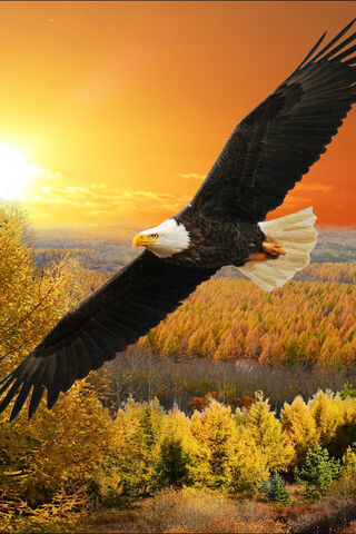 Soaring into the Sunset 🌅🦅