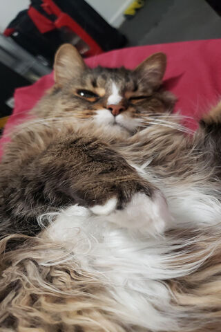 Fluffy Cat's Cozy Nap Time 💤🐾