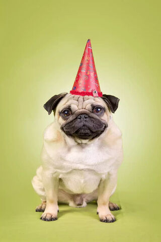 Party Pug: The Life of the Paw-ty! 🎉🐾