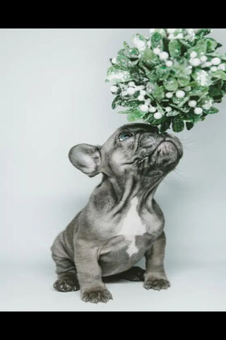 Charming Frenchie: A Pup with Style! 🐶✨