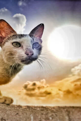 Whiskers of Wonder: A Celestial Cat Adventure 🌌🐾