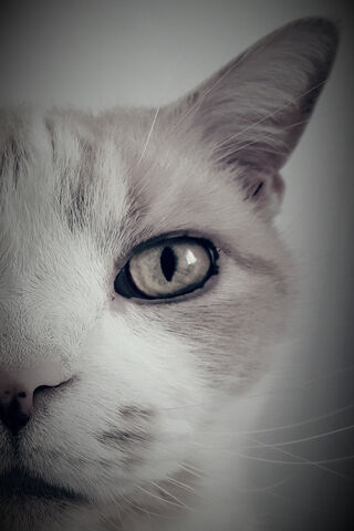Fanta's Enigmatic Gaze 🍊🐾