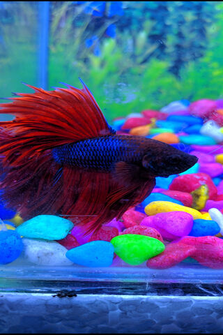 Vibrant Majesty: The Betta Fish