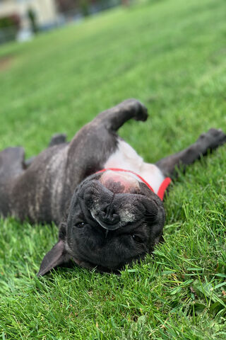 Playful Frenchie: A Day in the Sun! ☀️🐶