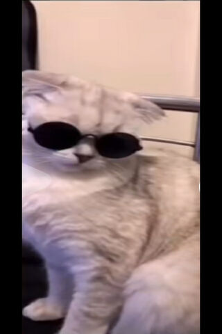 Cool Cat Vibes: Gato Fa..