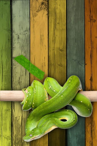 Emerald Elegance: The Green Snake