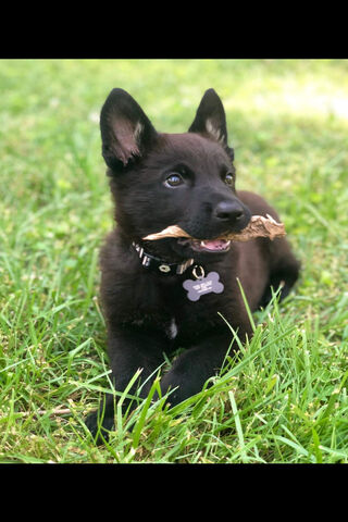 Playful Pup: The Joy of a German Shepherd