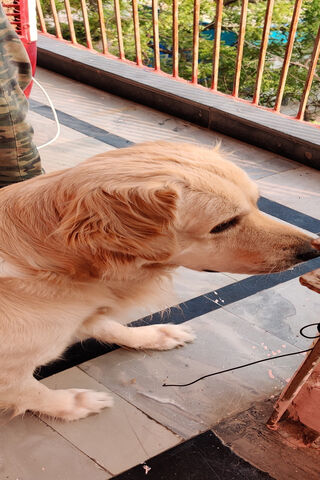 Golden Moments with a Golden Retriever 🐾✨