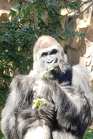 Gorilla Munchies: Nature's Snack Time! 🦍🥬
