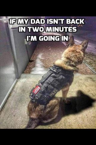 The Loyal Guardian: Ready for Action! 🐾🚓