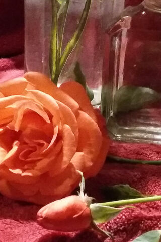 Whiskers and Blooms: A Ginger Kitten's Daydream 🌼🐾