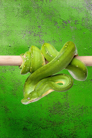 Green Snake