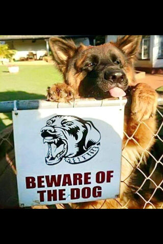 Guardians of the Yard: The Loyal German Shepherd 🐾
