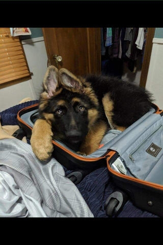 Travel Buddy: The Adventurous German Shepherd 🐾✈️