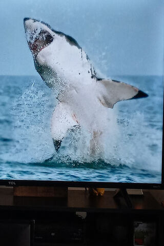 The Majestic Leap of the Great White Shark 🦈🌊