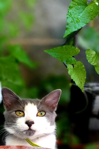 Gato Teo: The Curious Cat 🌿🐾