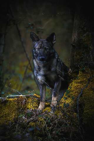 Majestic Guardian of the Forest 🌲🐾