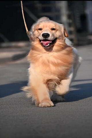Joyful Golden Retriever on the Move! 🐾✨