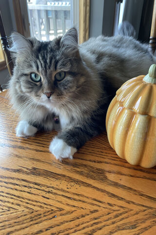 Thankful Whiskers: A Cozy Autumn Vibe 🍂🐾