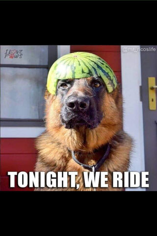 Watermelon Warrior: The German Shepherd Adventure 🍉🐾