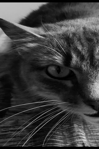 Whiskered Wonders: A Feline Close-Up 🐾